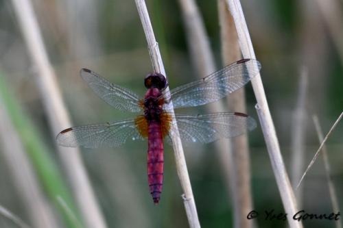 Crocothemis erythraea